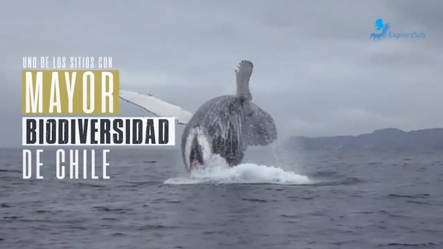 Archipiélago Humboldt | Juan Capella
